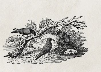 Cuervos (Corvus corone corone) de 