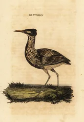 Avetoro común o gran avetoro, Botaurus stellaris