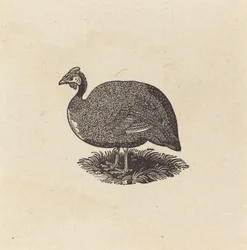 Gallina de Guinea