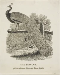 Pavo real