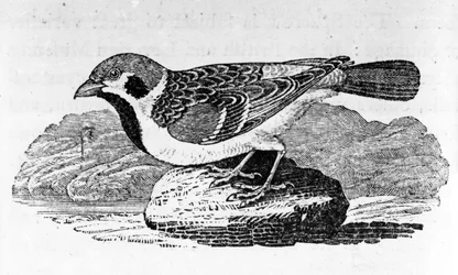 El gorrión montañés, ilustración de 