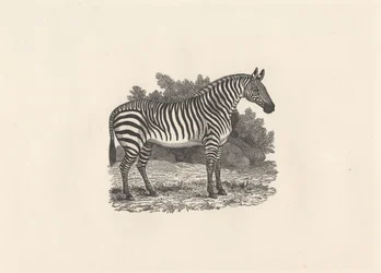 Cebra