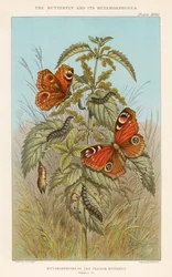 Metamorfosis de la mariposa pavo real, 1888