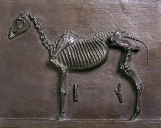 Esqueleto de caballo