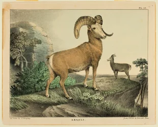 Argali