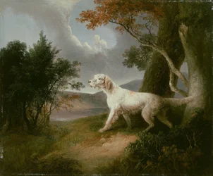 Paisaje con perro
