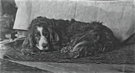 El perro de Eakins Harry, c. 1880-1890