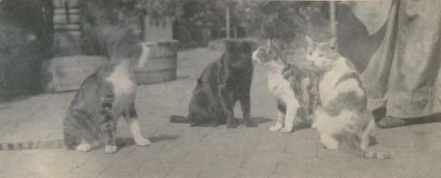 Cuatro gatos, ca. 1895