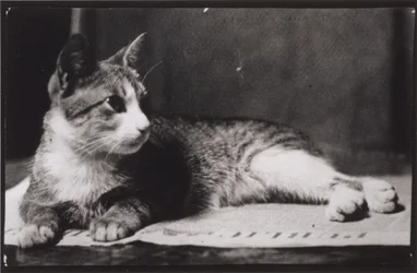 El gato de la Sra. Thomas Eakins