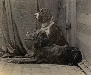 Perros de Thomas Eakins, 1884