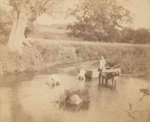 [Tres niños y un perro jugando en el arroyo, 4 de julio de 1883], 1883
