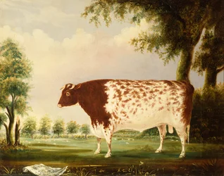 Mina, un toro Shorthorn de cuatro años, en un prado (óleo sobre lienzo)