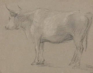 Estudio de una vaca