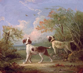Spaniels en un paisaje