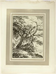 Árbol viejo, del primer número de Especímenes de Poliautografía