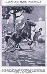 El caballo de Alejandro, Bucéfalo: el caballo era negro lustroso con una estrella blanca en la frente, hacia 1950