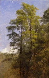 Estudio del árbol, Catskill Clove, N.Y.