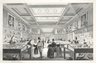 Museo Británico, Galería Zoológica, de 