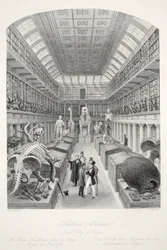 Museo Hunterian, Colegio Real de Cirujanos, de 
