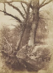Árboles, 1854-57