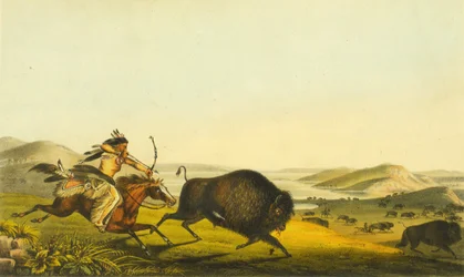 Cazando el búfalo