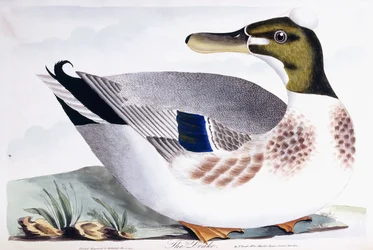 El pato, 1791-96