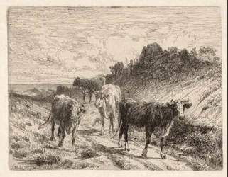 vacas