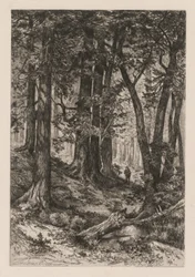 Interior de un bosque californiano (según Thomas Moran (estadounidense