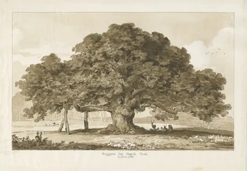 Blithfield - Roble del Mendigo: dibujo en sepia, 1837