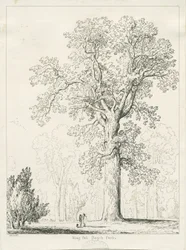 Blithfield - Roble del Rey: dibujo a pluma y tinta