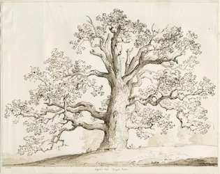 Blithfield - Squitch Oak