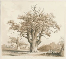 Teddesley Hall - Robles: dibujo a lápiz y lavado, nd [noviembre 1842]