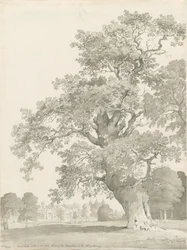 Tixall - Árbol de Roble