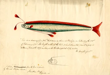 Dibujo en acuarela del pez remo de Newlyn (Regalecus glesne), c.1849 (lápiz y acuarela sobre papel)