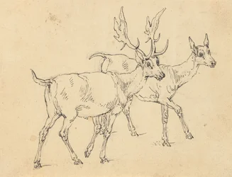 Dibujo del álbum