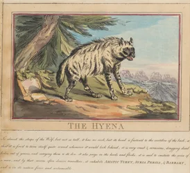 Conjunto de ocho láminas con portada. «Animales extranjeros y nacionales». 6. La hiena
