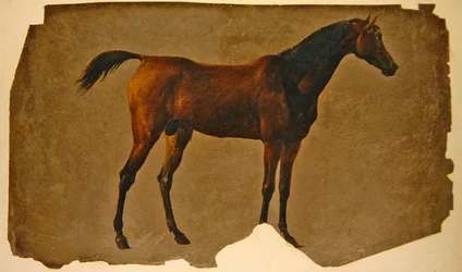 Un caballo árabe