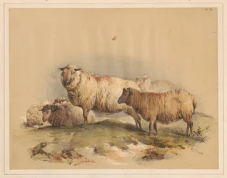 Ovejas, n.º 18