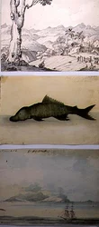 Tres ilustraciones de 