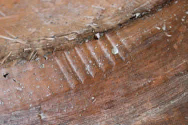 (detalle) del reverso de un plato de loza de Adán y Eva, North Staffordshire