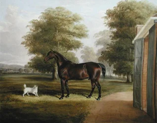 Un caballo bayo con un terrier