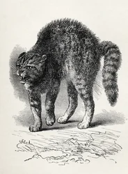 Gato aterrorizado por un perro, de 