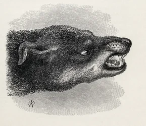Cabeza de perro gruñendo, de 