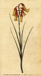 Campanas de Navidad, Blandfordia nobilis.,1800 (grabado)