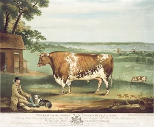Un toro de cuernos cortos, Patriot, grabado por William Ward, Shrewsbury, 1810 (grabado en color)