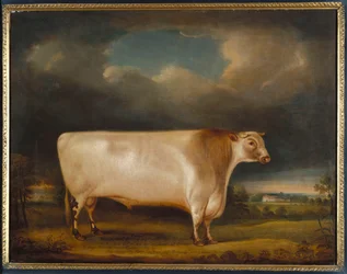 Cometa, un toro de cuerno corto de color ruano claro en un paisaje, 1811