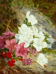 Azaleas