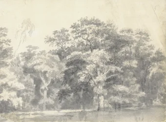 Árboles en la ribera de un río