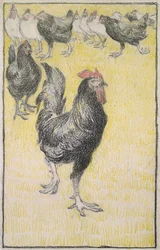 Gallo, seguido de gallinas negras y blancas