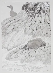 Un eider y un pájaro muerto en la orilla
